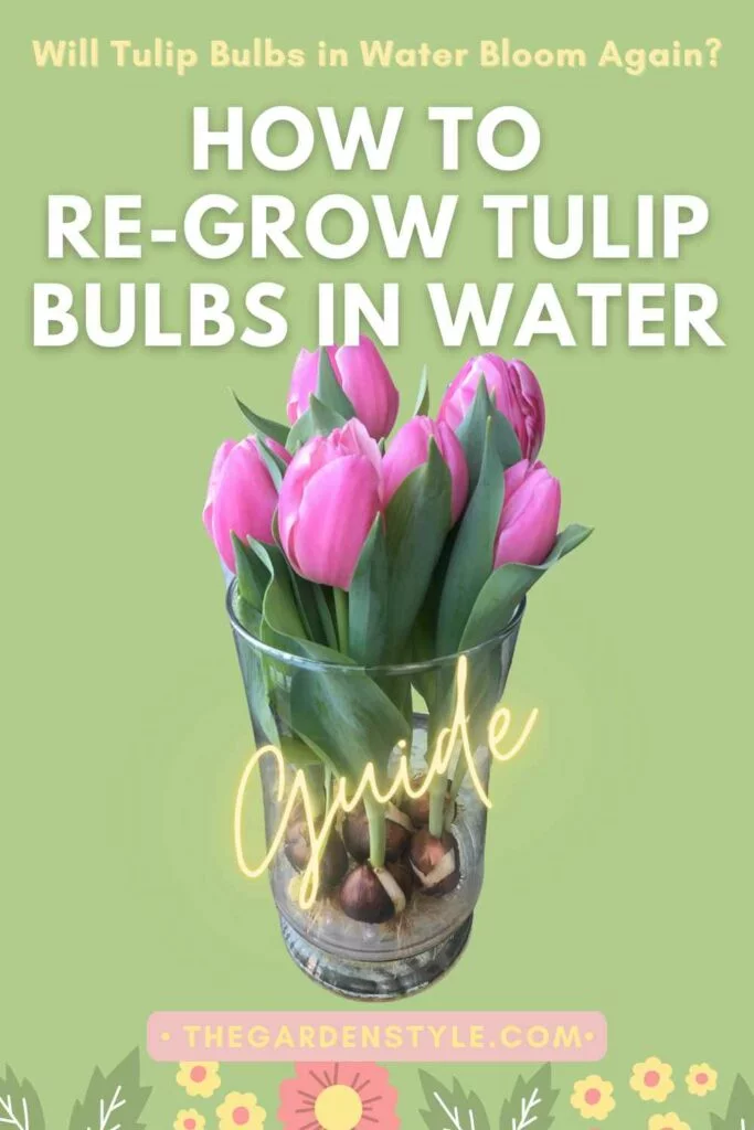 will tulip bulbs in water bloom again