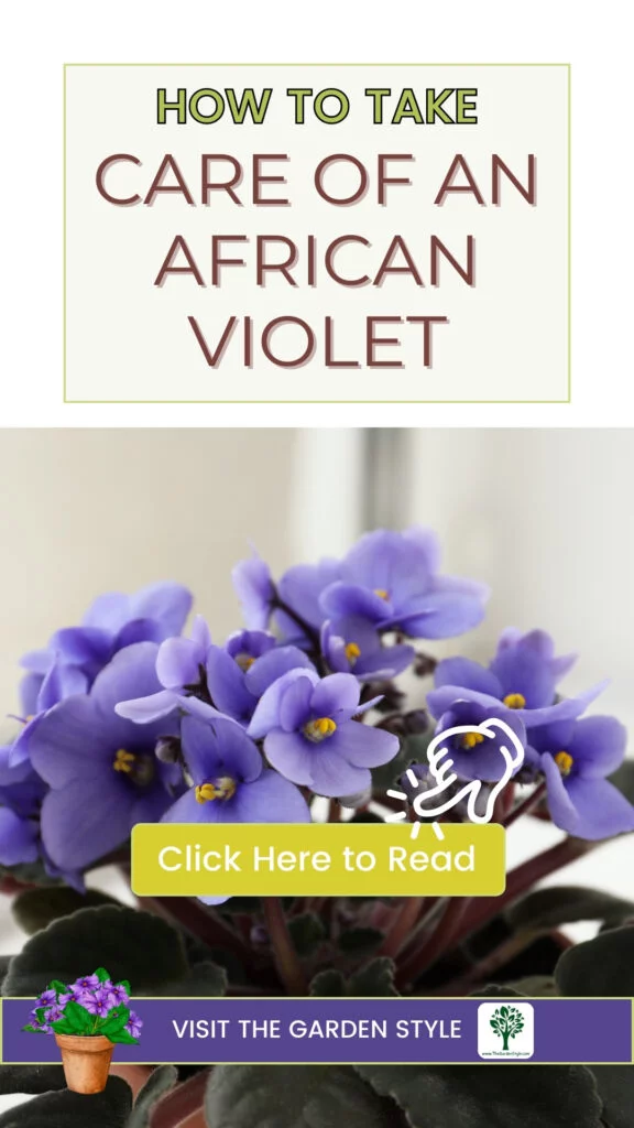 how to take care of an african violet