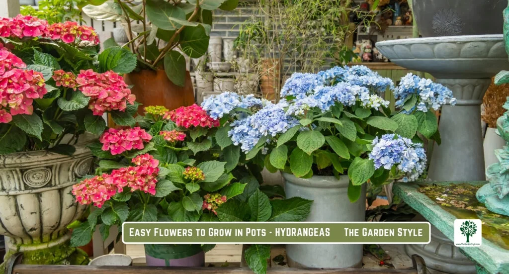 hydrangeas bloom in pots