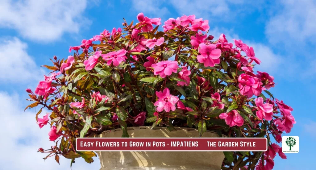 impatiens are one of the easiest flowers to grow in pots