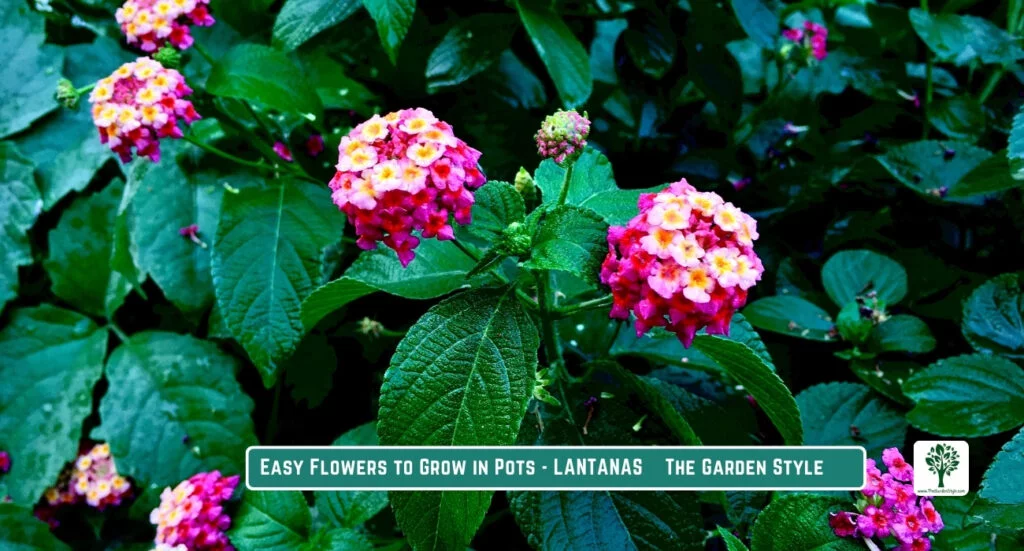 lantanas radiate in potted arrangements