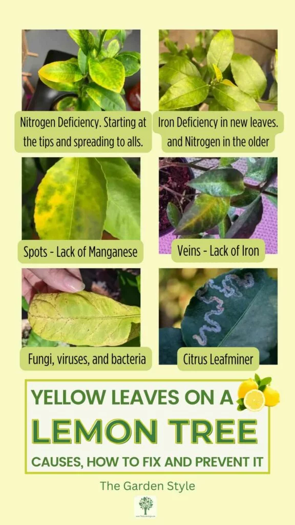 lemon tree yellow leaves how to fix it