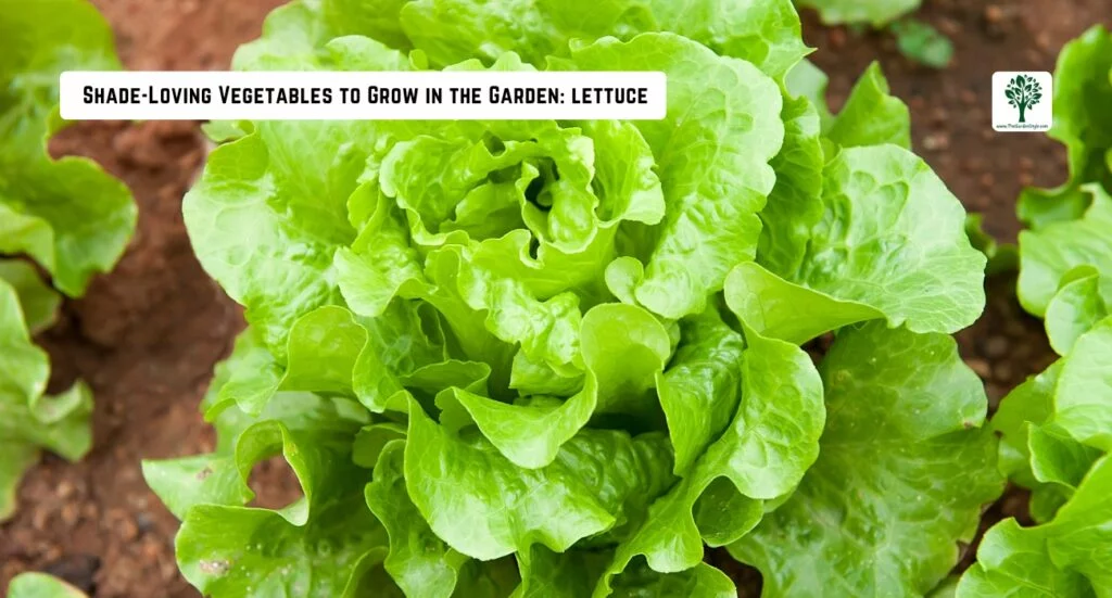 lettuce growing in the shade in the garden