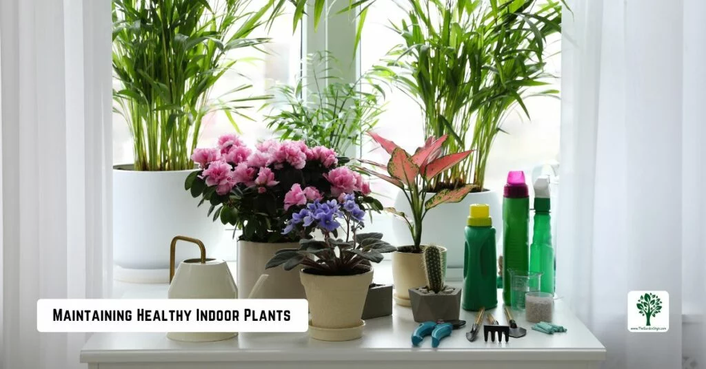maintaining healthy indoor plants