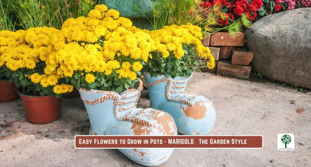marigolds glow in containers