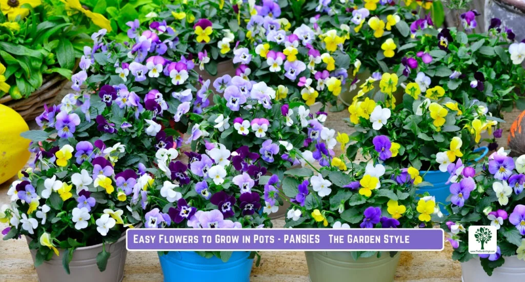 pansies growing in pots and large containers