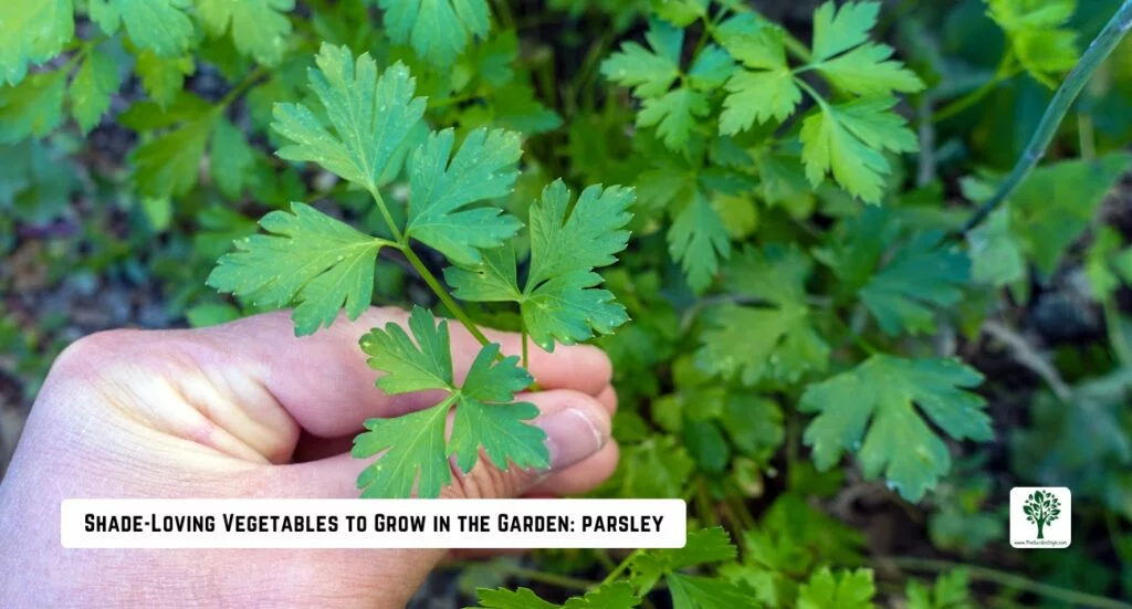 parsley growing in the shade