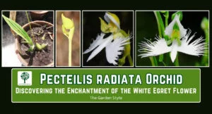 cultivating the Pecteilis radiata Orchid from seeds