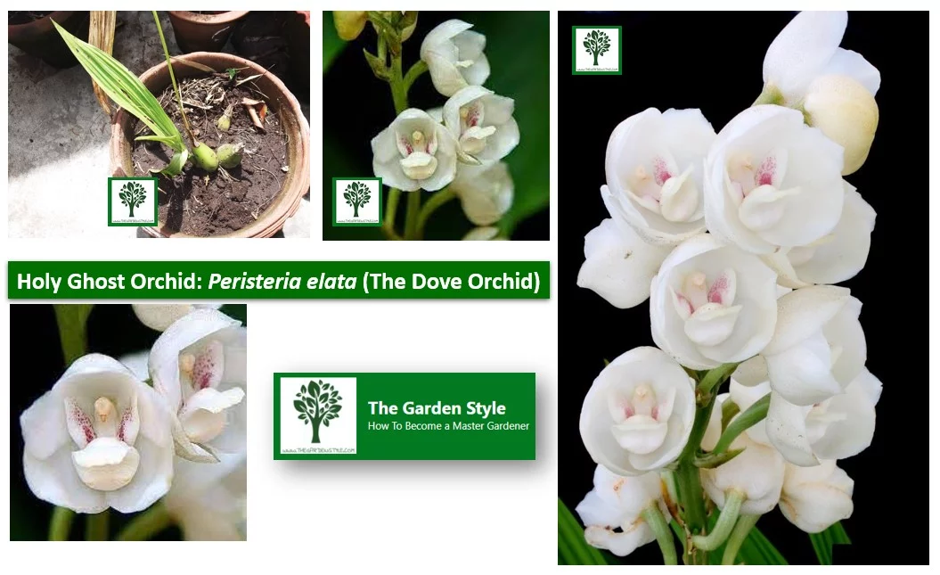 grow and care for Peristeria elata orchid 