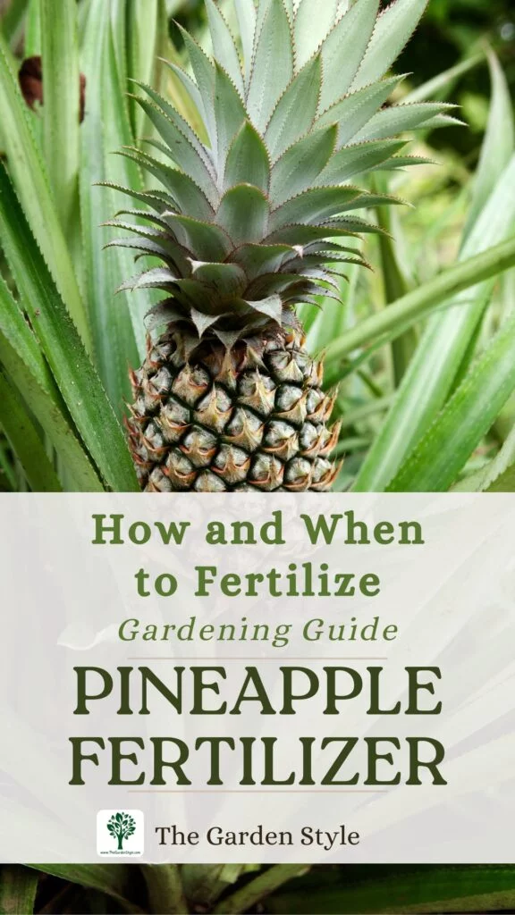 pineapple fertilizer how to do it right