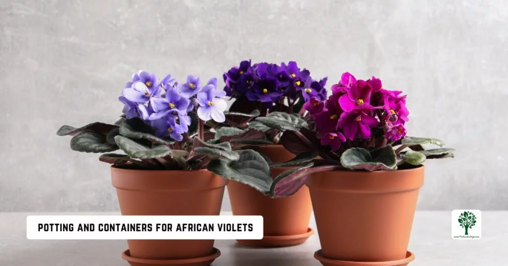 potting and containers for african violets