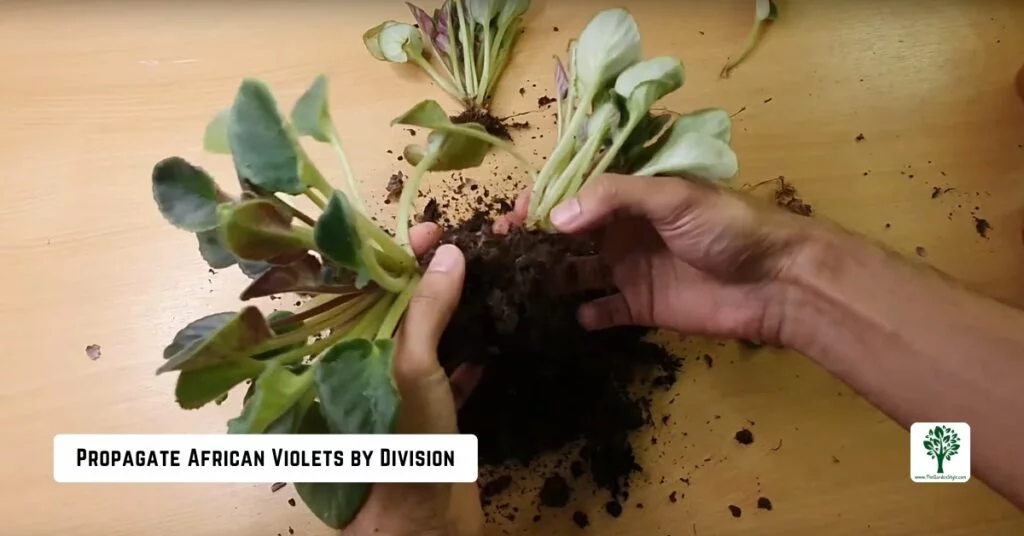 propagate african violets by division