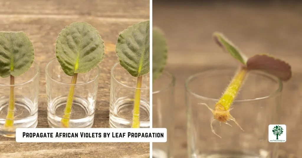 propagate african violets by leaf propagation