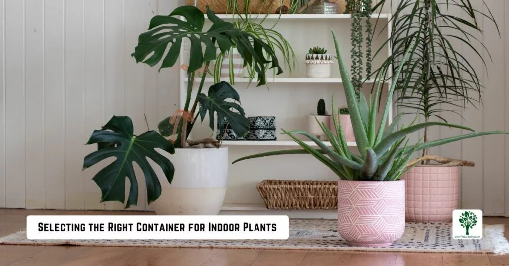 selecting the right container for indoor plants