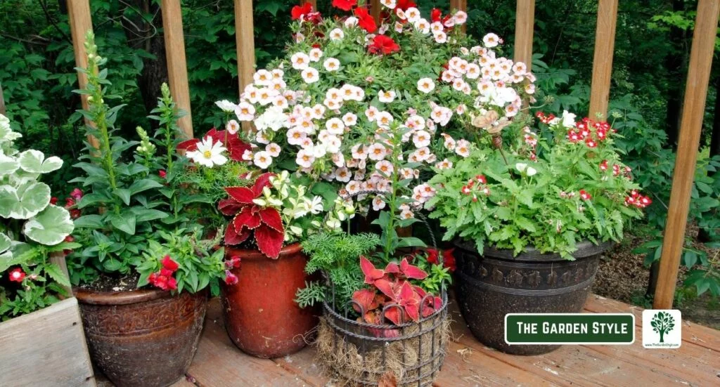 partial shade arranging flowers to grow in pots