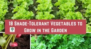 shade tolerant vegetables to grow in the garden