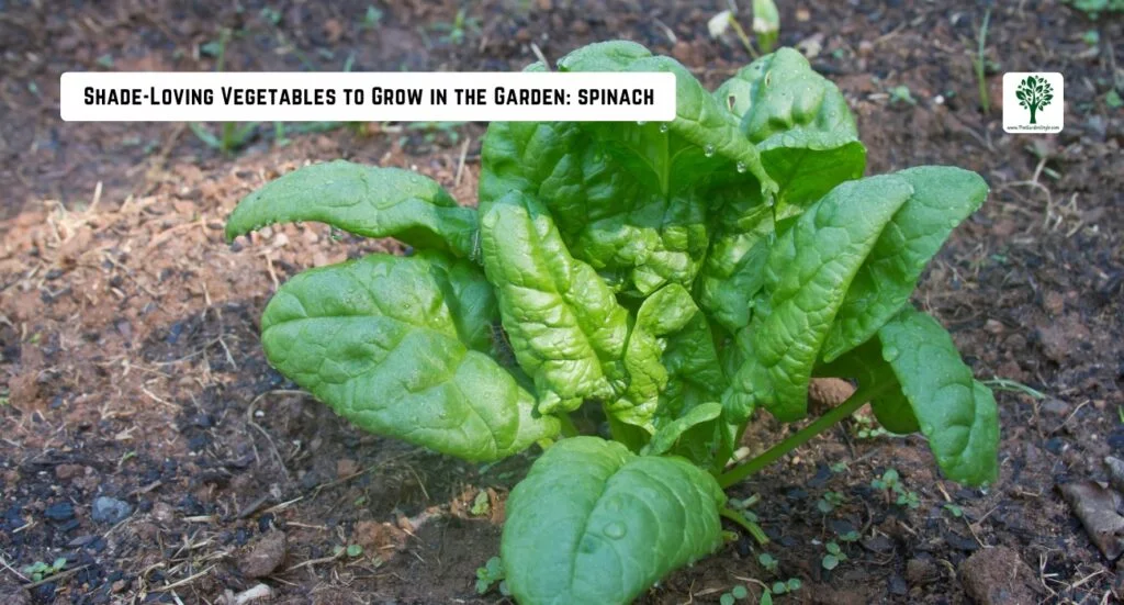 spinach growing in the shade