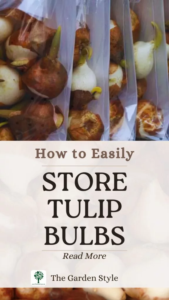 how to easily store tulip bulbs