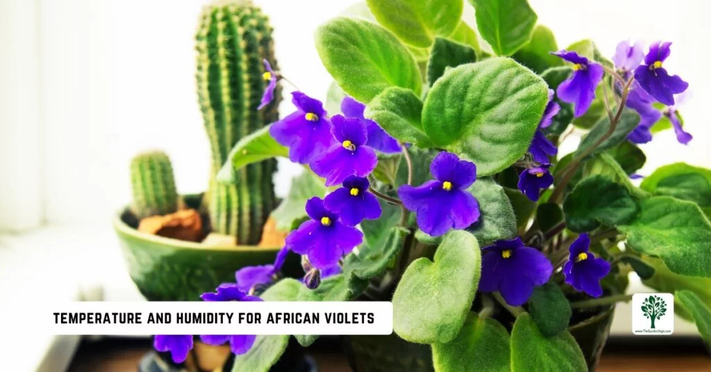 temperature and humidity for african violets