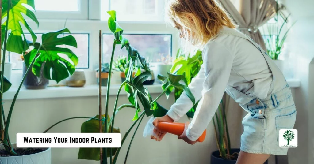 watering your indoor plants