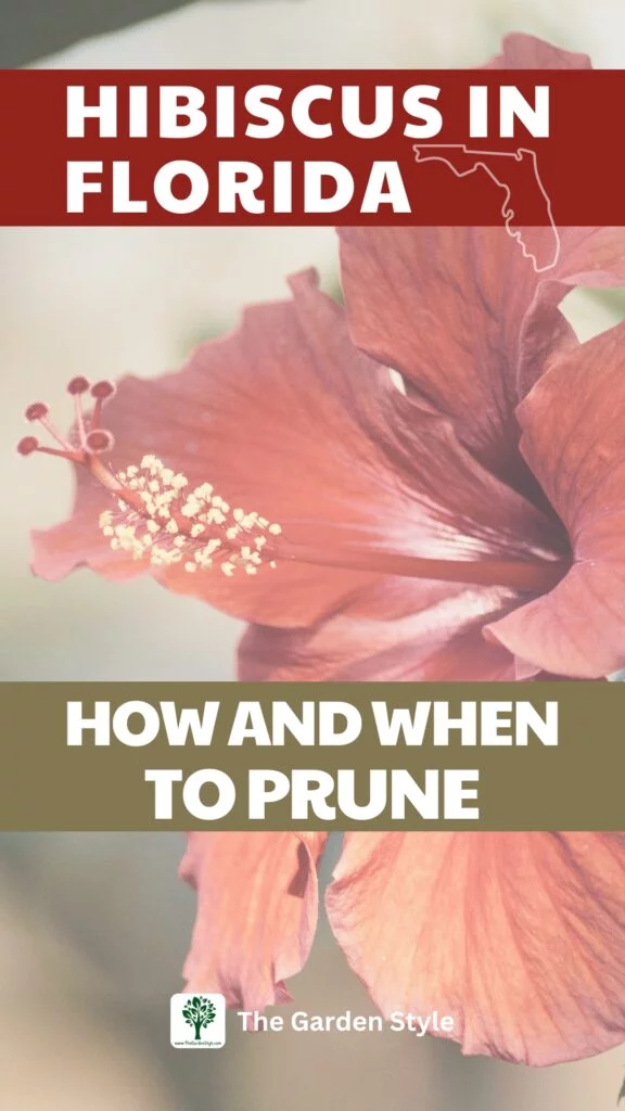 when to prune hibiscus