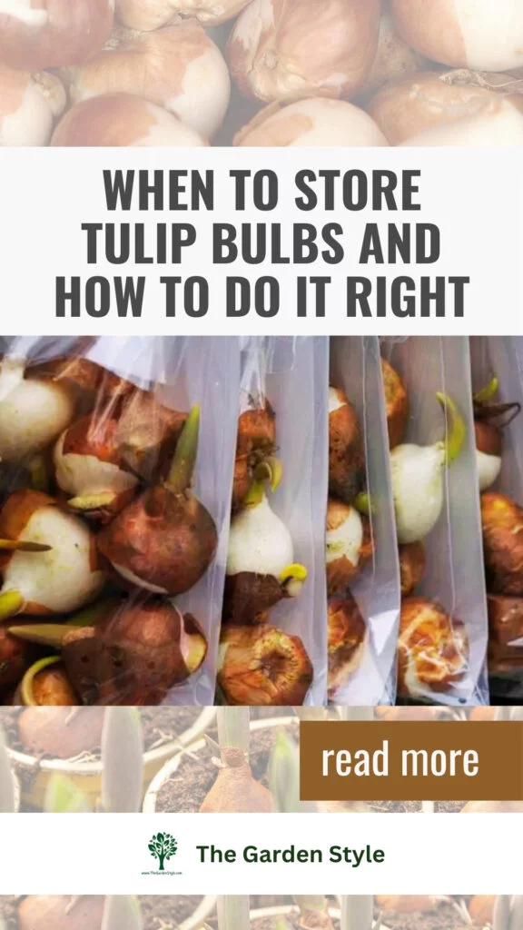 when to store tulip bulbs and how to preserve them right