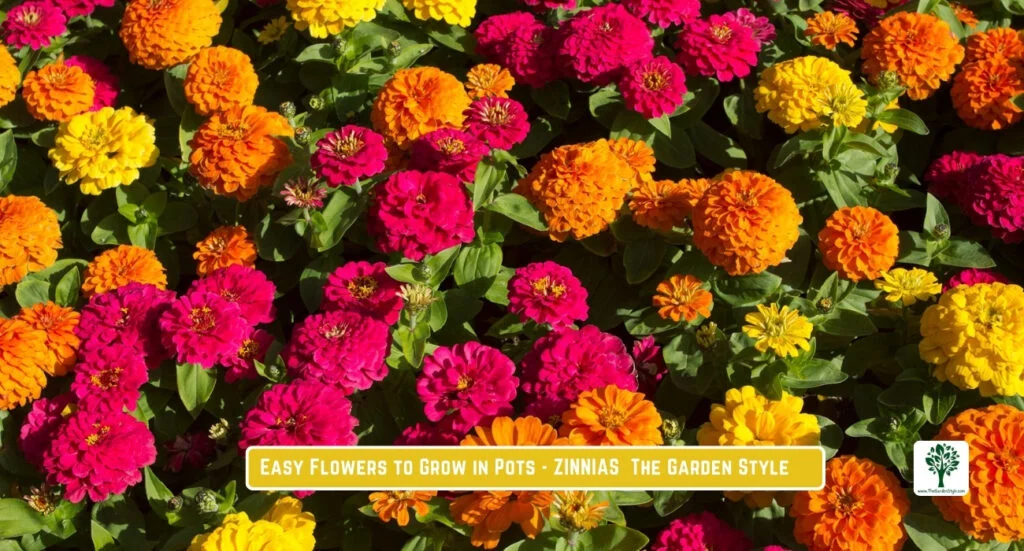zinnias are one of the easiest flowers to grow from seed