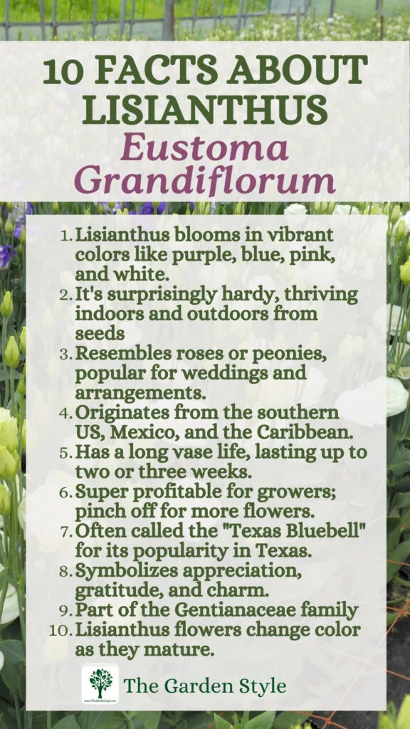 10 fun fact about eustoma grandiflorum lisianthus flowers
