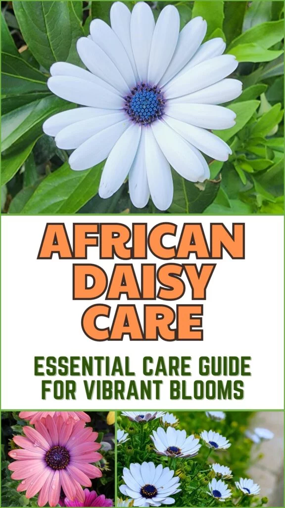 african daisy care essential care guide for vibrant blooms