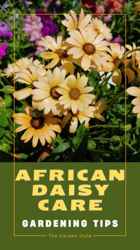 african daisy care gardening tips