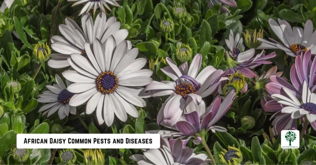 african daisy common pests and diseases 