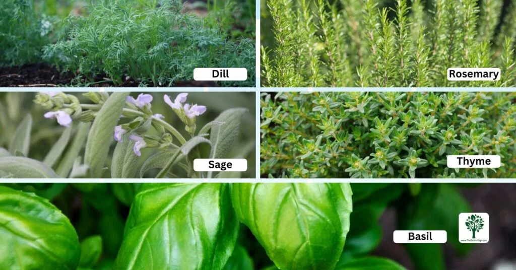 aromatic herbs companion planting for broccoli
