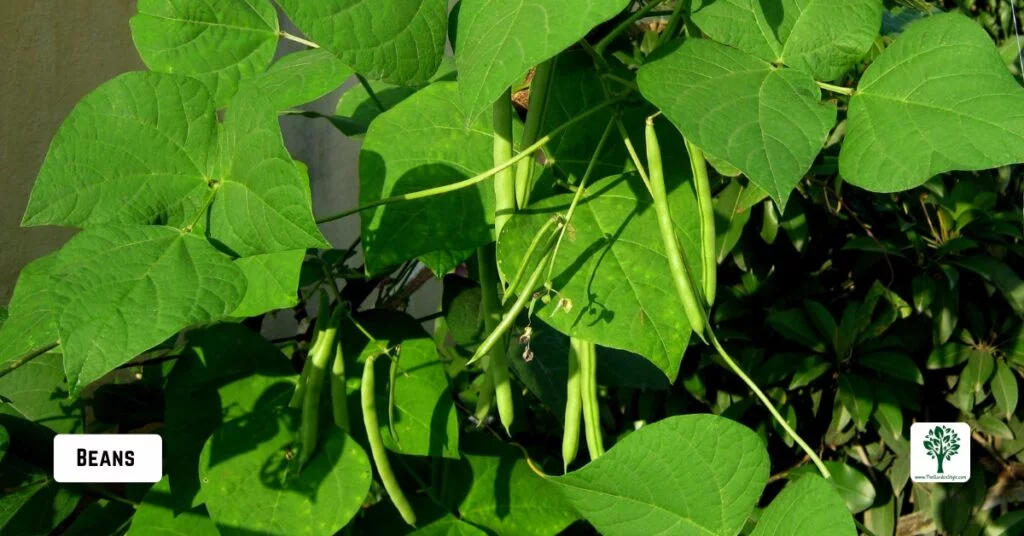 beans companion plants for eggplant