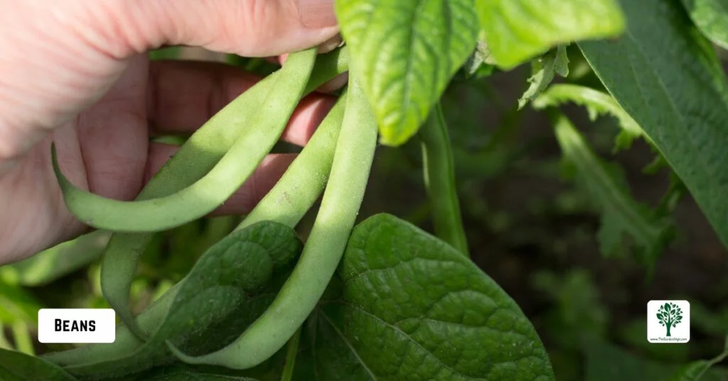 beans companion plants for zucchini
