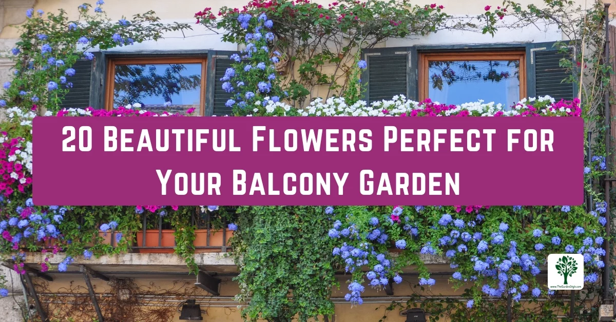 beautiful flowers perfect for your balcony garden