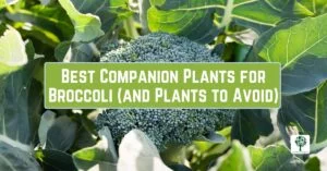 best companion plants for broccoli and plants to avoid