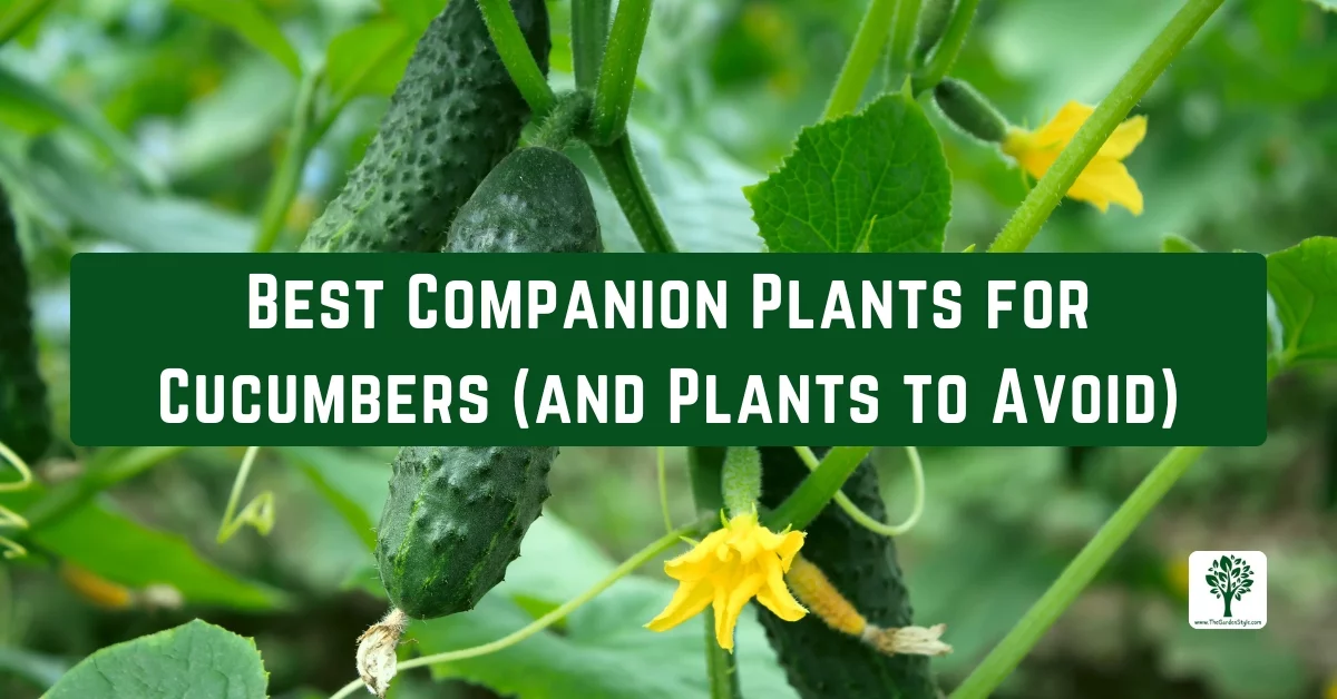 best companion plants for cucumbers and plants to avoid