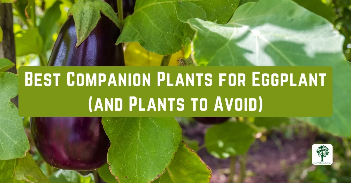 best companion plants for eggplant and plants to avoid
