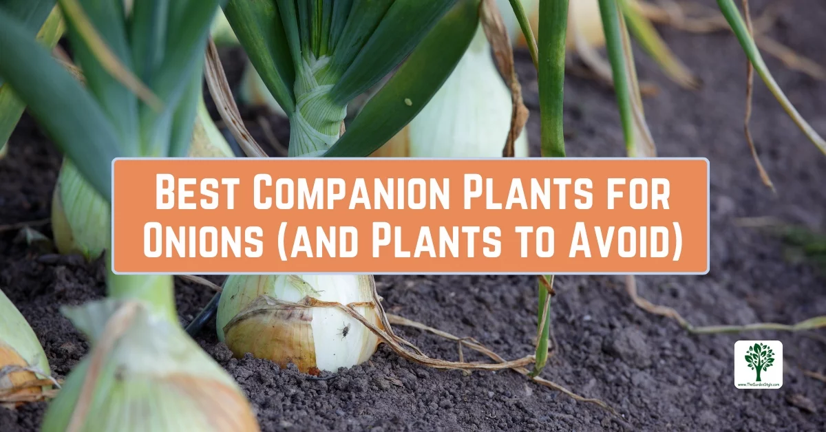 best companion plants for onions and plants to avoid