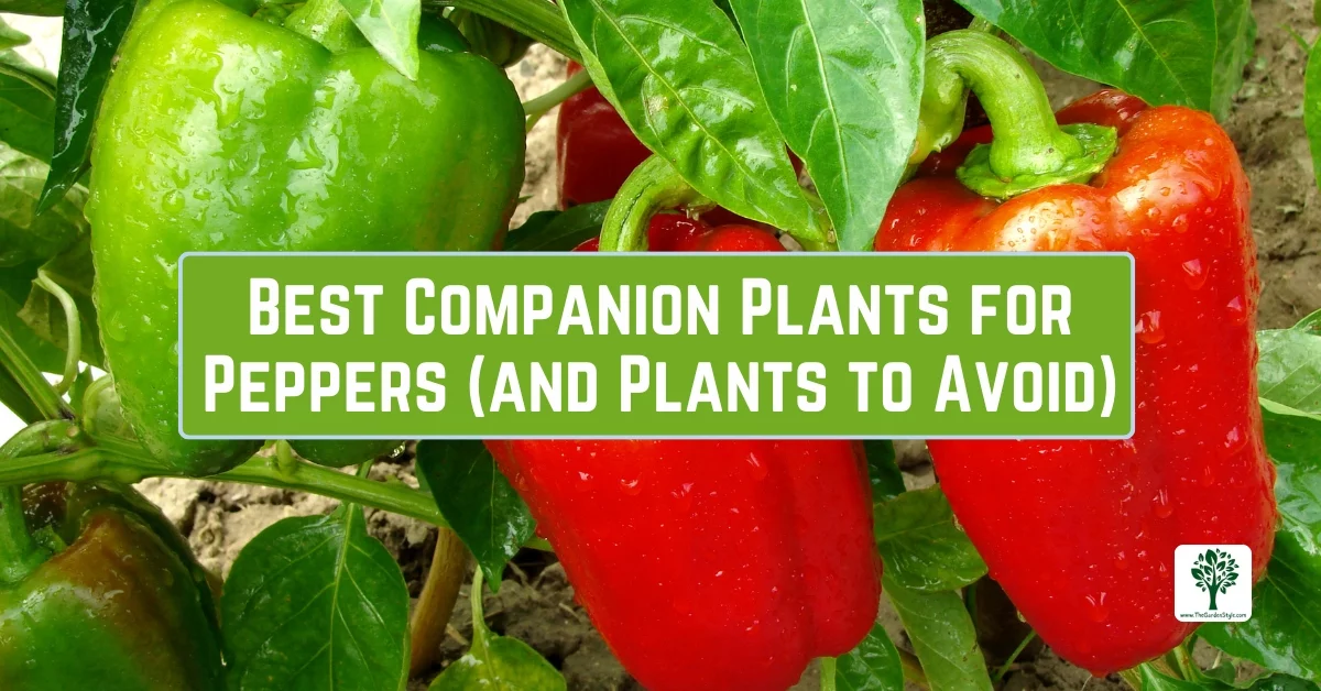 best companion plants for peppers and plants to avoid