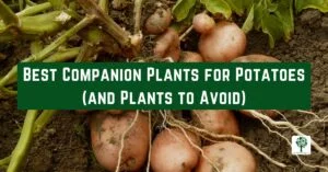 best companion plants for potatoes and plants to avoid