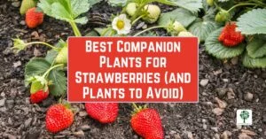 best companion plants for strawberries and plants to avoid