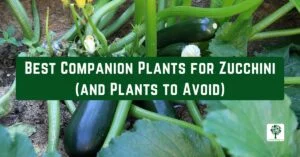 best companion plants for zucchini and plants to avoid