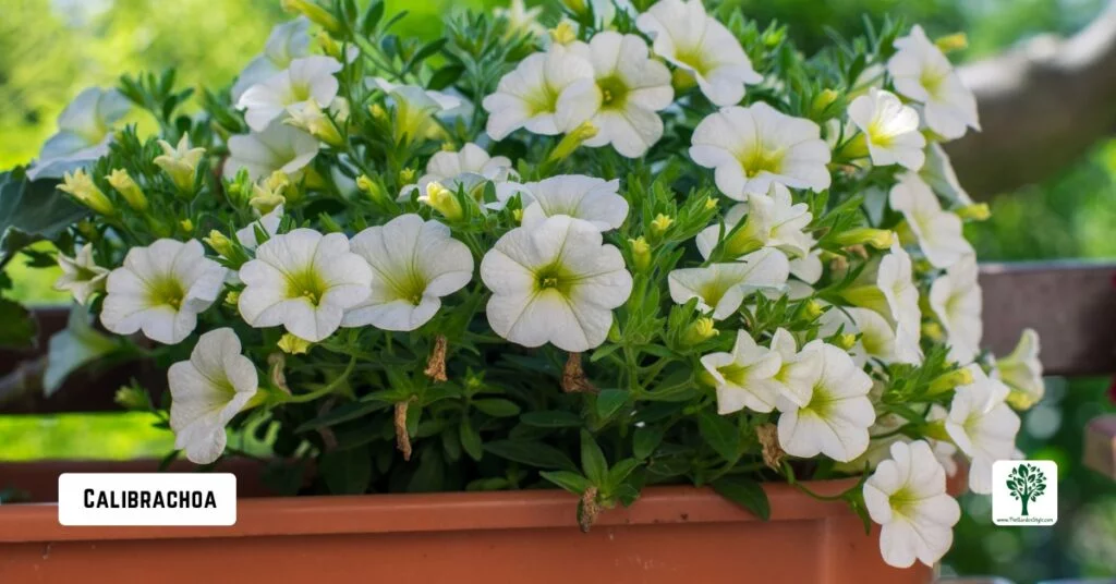 calibrachoa flowers potted in a balcony