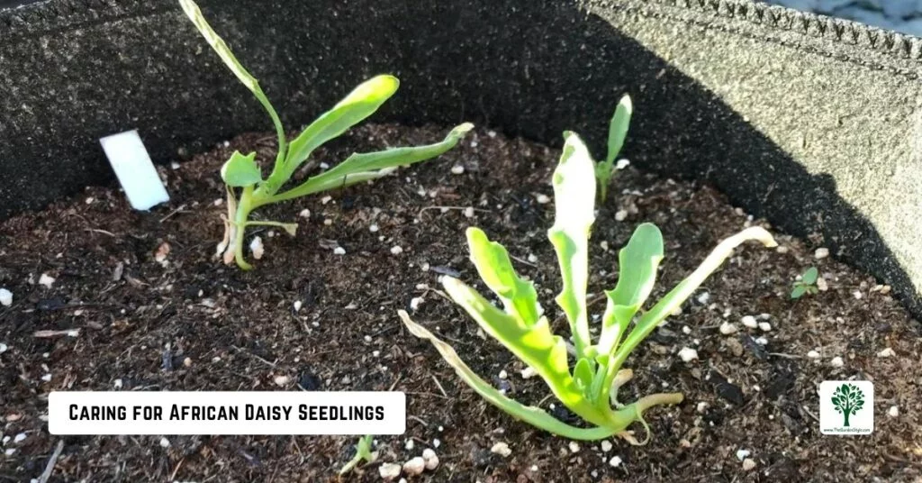 caring for african daisy seedlings