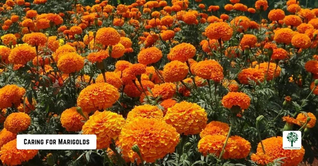 caring for marigolds