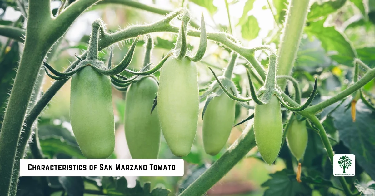 characteristics san marzano tomatoes guide