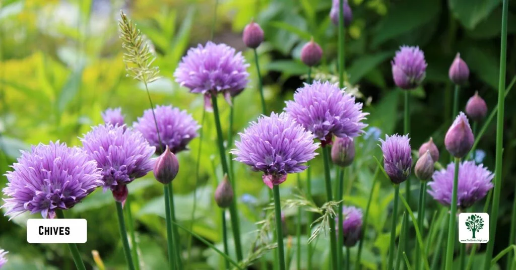 chives companion plants for cucumbers
