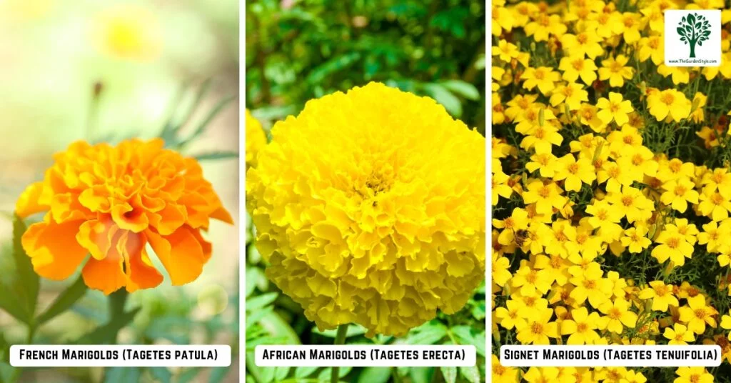 common marigold varieties