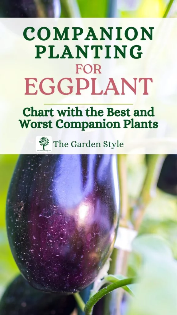 companion planting for eggplant
